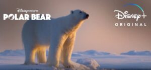 Polar Bear, film di Disneynature su Disney Plus